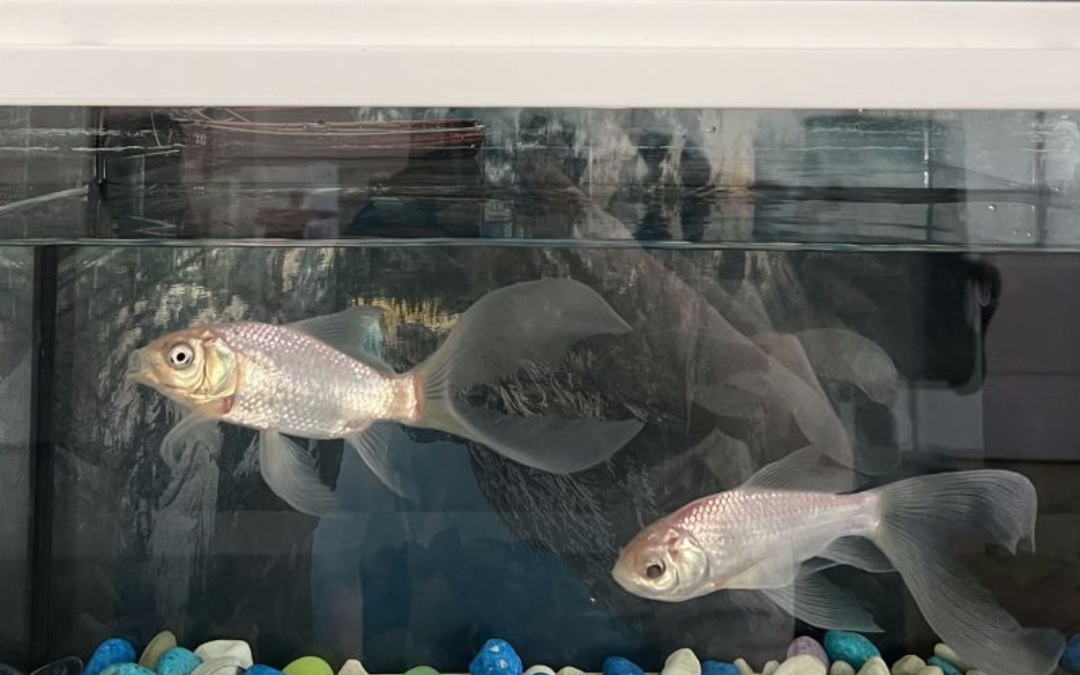 Timon et Pumba travaillent chez Keltis